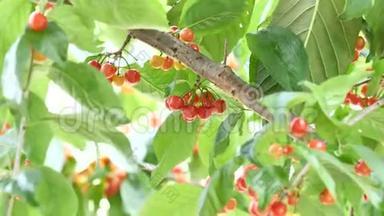 在春天或夏天，在果田的樱桃树上，把新鲜的有机成熟的樱桃合上。 健康食品水果概念